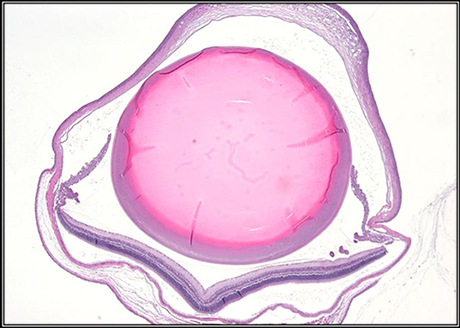 H&E stain on a mouse eye