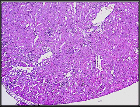 H&E stain on a mouse kidney